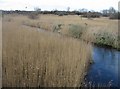 TL4045 : Looking over the reed beds by Mr Ignavy