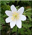 NJ3357 : Wood Anemone (Anemone nemorosa) by Anne Burgess