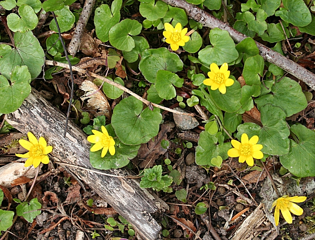 Lesser Celandine (Ranunculus ficaria)