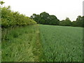 SU6556 : Hedge, path, wheat by Mr Ignavy