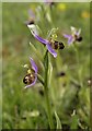 SX9066 : Bee orchid, former Barton Tip by Derek Harper