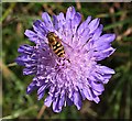 NO6948 : Hoverfly on Scabious by Anne Burgess