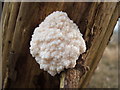 NS3976 : A slime mould - Enteridium lycoperdon by Lairich Rig