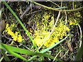 NS3582 : A slime mould - Fuligo septica (plasmodium) by Lairich Rig