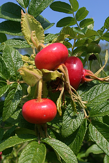 Rosa rugosa Fruits