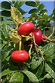 NO4450 : Rosa rugosa Fruits by Anne Burgess