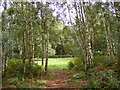 TL9386 : Woodland on Bridgham Heath by Geographer