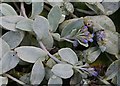 NJ5267 : Oyster Plant (Mertensia maritima) by Anne Burgess