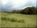 SS8483 : Pasture by the Afon Cynffig by eswales