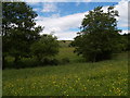 NZ0657 : Meadow next to Lynn burn by Clive Nicholson