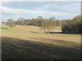 TQ6062 : Lone trees by Stephen Craven