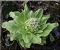 NJ2758 : Giant Butterbur (Petasites japonicus) by Anne Burgess