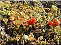 NS3678 : A lichen - Cladonia diversa by Lairich Rig