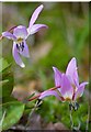 TQ5891 : Erythronium by Glyn Baker