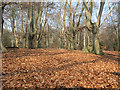 TQ4298 : Epping Forest: carpet of beech leaves by Stephen Craven