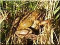 SD8634 : Common frogs (Rana temporaria) by Alexander P Kapp