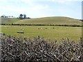 SU6477 : Grazing alpacas by Rose and Trev Clough