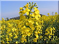 TM3666 : Oilseed Rape by Geographer