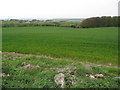 SK4780 : Killamarsh Lane - View Towards Killamarsh Pond by Alan Heardman