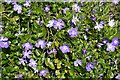 NR7487 : Periwinkle (Vinca major) by Anne Burgess