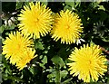 NJ3160 : Dandelions (Taraxacum officinale) by Anne Burgess