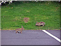 NH6945 : Car park bunnies by Richard Dorrell