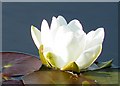 NF8756 : White Water-lily (Nymphaea alba) by Anne Burgess