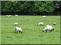 TQ9340 : Some sheep at Bethersden by Dr Neil Clifton