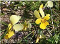 NF7173 : Heartsease or Wild Pansy (Viola tricolor) by Anne Burgess