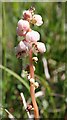 NJ3265 : Common Wintergreen (Pyrola minor) by Anne Burgess