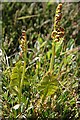 NJ3365 : Moonwort (Botrychium lunaria) by Anne Burgess