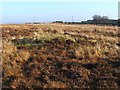 NS3678 : Grass-covered ancient cairn by Lairich Rig