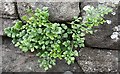 NO4550 : Wall-rue (Asplenium ruta-muraria) by Anne Burgess