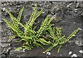 NO4550 : Maidenhair Spleenwort (Asplenium trichomanes) by Anne Burgess