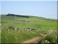  : Access lane to Collieston by Stanley Howe