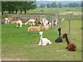 SU6477 : Alpacas, Bozedown Farm by Derek Harper