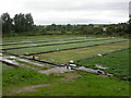 SU0212 : Wimborne St Giles, watercress beds by Mike Faherty