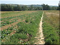 TR0446 : The North Downs Way heads to Wye by David Anstiss