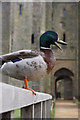 TQ7825 : Mallard Drake on Bodiam Castle Entrance Bridge by Oast House Archive