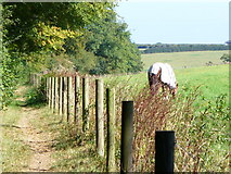  : Hertfordshire Way by Chipperfield Common by Colin Smith