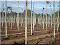 TQ6936 : Hop Garden at Little Scotney Farm by Oast House Archive