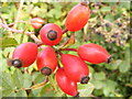 TG0524 : Rosehips on Reepham Road by Geographer