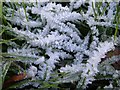 ST2920 : Hoar frost near Griffin Lane by Derek Harper