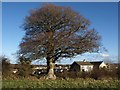 SX8964 : Beech by Nut Bush Lane by Derek Harper