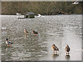 TQ2255 : Duck house on Mere Pond by Stephen Craven