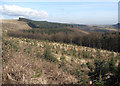 SS8193 : Forestry on the southern slopes of Mynydd Penhydd and Pen Disgwylfa by eswales