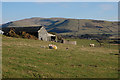 SH5803 : Grazing near Pant farm by Nigel Brown