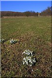 NZ6906 : Snowdrops, Danby Dale by Mick Garratt