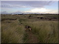 SD3130 : St Annes nature reserve, looking towards Blackpool by Peter Bond