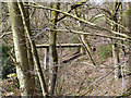 SD8602 : Boggart Hole Clough by David Dixon